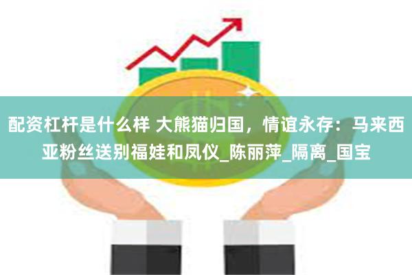 配资杠杆是什么样 大熊猫归国，情谊永存：马来西亚粉丝送别福娃和凤仪_陈丽萍_隔离_国宝